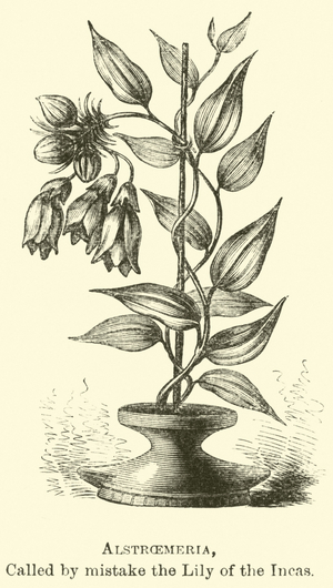 Alstroemeria, called by mistake the Lily of the Incas (engraving)