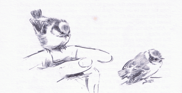 Blue Tits, from Wanderers of the Field pub.by Routledge and Kegan Paul, 1959 (litho)