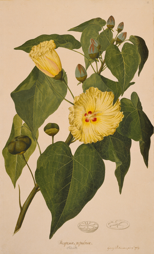 Thespesia populnea