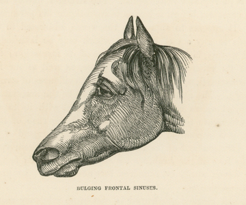 Bulging Frontal Sinuses (engraving)