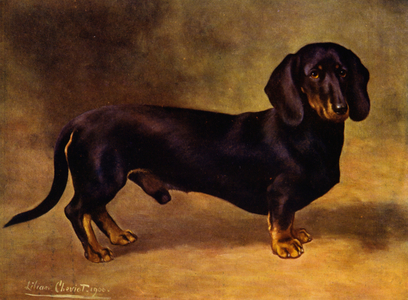 The Dachshund Earl Satin (colour litho)
