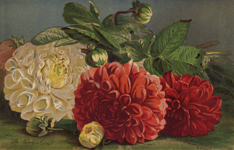 Dahlias (chromolitho)