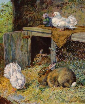 Doves and rabbits in a hutch (colour litho)