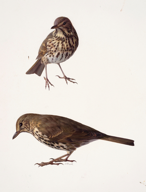 Two studies of a mistle thrush (oil on paper)