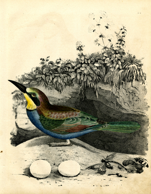 European Bee-eater with Nest and Insects (engraving)