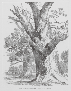 Old Chestnut-Trunk (litho)