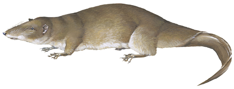 Giant otter shrew