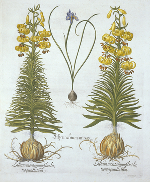 Yellow Turkscap Lily with bulb and Dwarf Blue-Eyed Grass,, from 'Hortus Eystettensis', by Basil Besler (1561-1629), pub. 1613 (hand-coloured engraving)