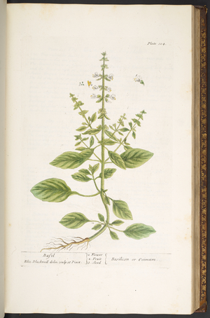 Plate 104, from 'A Curious Herbal', 1737 (coloured engraving)