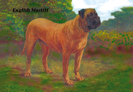 English Mastiff Champion (print)