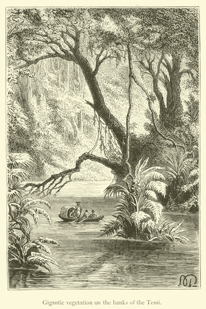 Gigantic vegetation on the banks of the Temi (engraving)