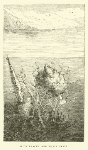 Sticklebacks and their Nests (engraving)