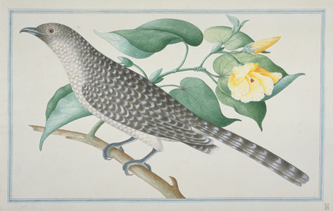 Eudynamys scolopaceus