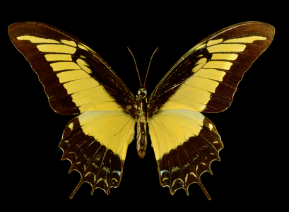 Papilio androgeus, the Androgeus swallowtail (photo)