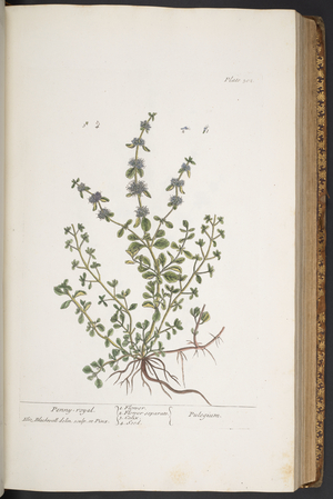 Plate 302, from 'A Curious Herbal', 1737 (coloured engraving)