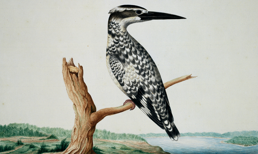 Ceryle rudis