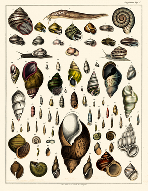 Snails and Gastropod Shells (print)