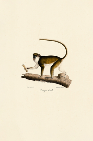 Female Red-tailed Monkey, 1824 (hand-coloured litho)