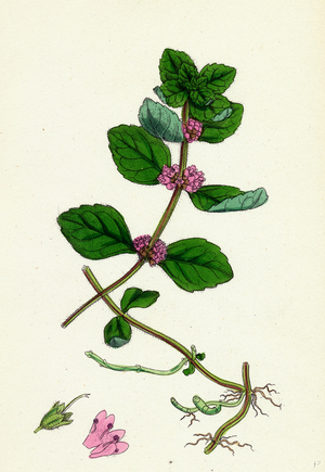 Mentha Arvensis Var. Genuina Corn Mint Var. A.