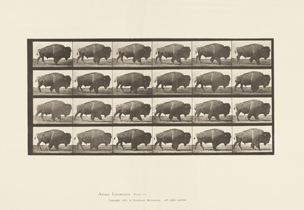 Plate 699. Buffalo; Walking, 1885 (collotype on paper)