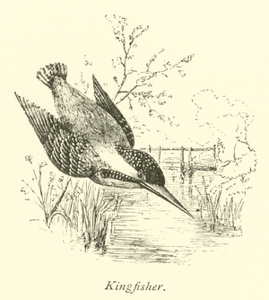 Kingfisher (engraving)