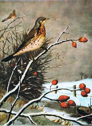 Hundreds of Fieldfares feasting on the berries, illustration from Little Grey Men published by Methuen, 1974 (colour litho)