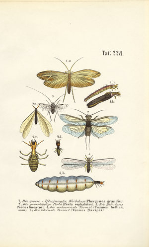 Caddisflies, Stoneflies and Termites with Developmental Stages, 1850 (lithography)