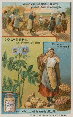 Potato (chromolitho)