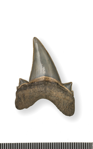 Tonguestone (shark's tooth) with lateral denticles