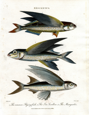 Exocoetus: Flying Fish, 1810 (print)