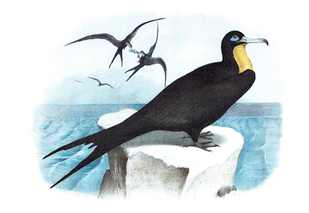 Frigate (Man-of-War Bird), Birds - Birds of Prey