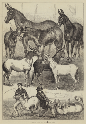 Mule and Donkey Show at the Crystal Palace (engraving)