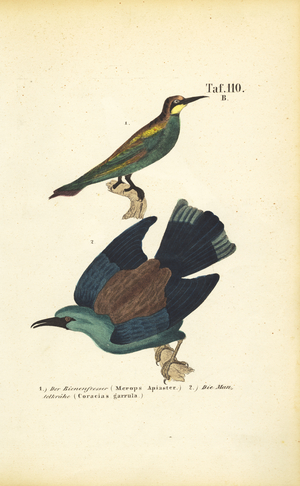 European Bee-eater and European Roller, 1850 (lithography)