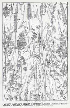 Common agricultural grasses (litho)