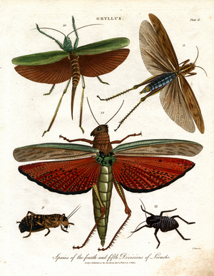 Gryllus: Species of the Fourth and Fifth Divisions of Locusts, 1810 (print)