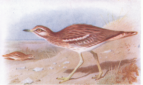 Stone Curlew, from Birds of the British Isles and Their Eggs published by Frederick Warne & Co Ltd, 1958 (colour litho)