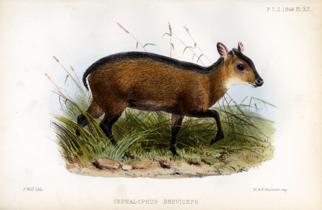 Short-headed Antelope (print)