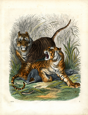 Bengal Tigers in jungle vegetation (hand-coloured litho)