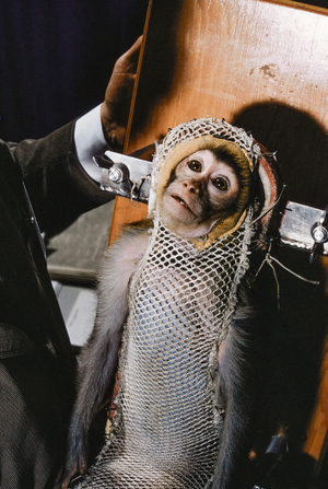 NASA hero animals, Monkey either Able or Baker used for experimental space flight, May 1959 (photo)