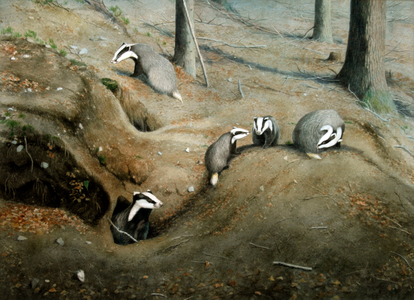 Badgers at twilight (3) (w/c on paper)