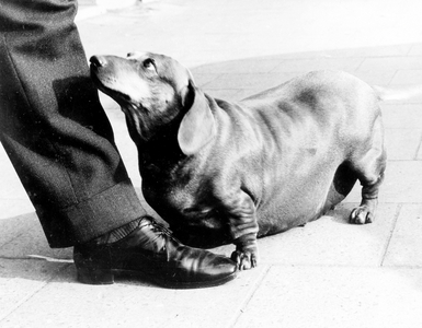 Fat Dachshund and his master, Mexico City, Mexico, Central America, 1970 (photo)