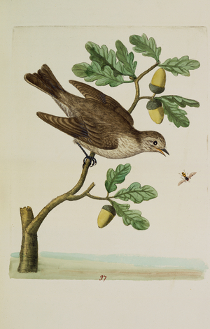 Bird on a branch