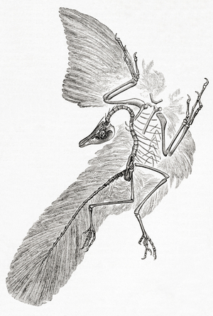 Archaeopteryx, from 'Meyer's Lexicon', pub. 1927 (print)