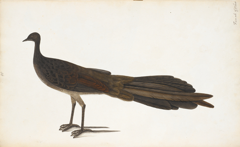 Superb Lyrebird
'Manura novaehollandae'
Female