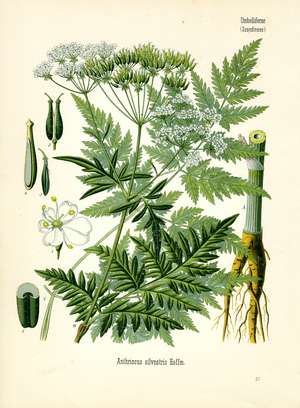 Cow Parsley (colour litho)