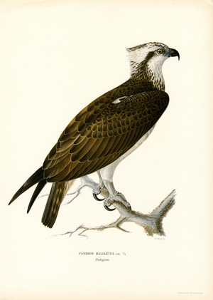 Osprey (colour litho)