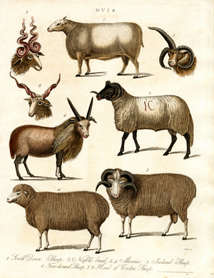 Ovis: Various Sheep Breeds, 1810 (print)