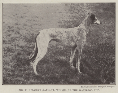 Mr T Holmes's Gallant, Winner of the Waterloo Cup (b/w photo)