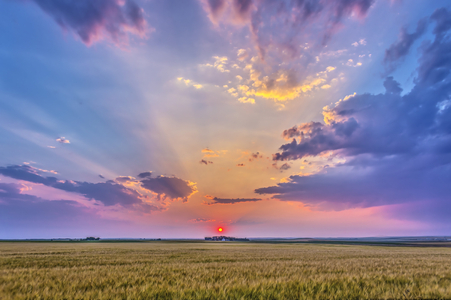 The red setting sun in haze, casting shadows across the sky  crepuscular rays - and lighting the clouds, over a ripening wheatfield near home in Alberta, August 6, 2014 (photo)
