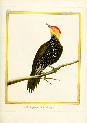 Yellow-throated Woodpecker from Cayenne (print)